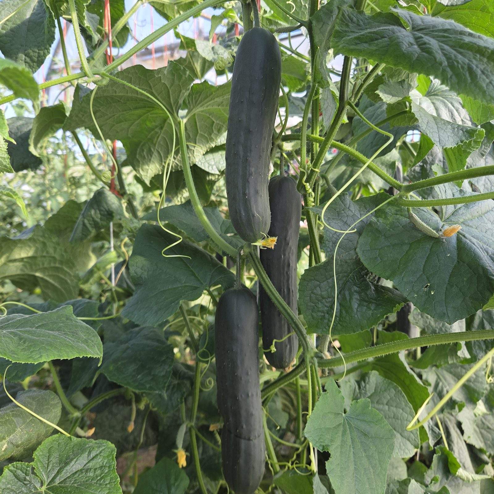 Kumare, bučke in jajčevec
