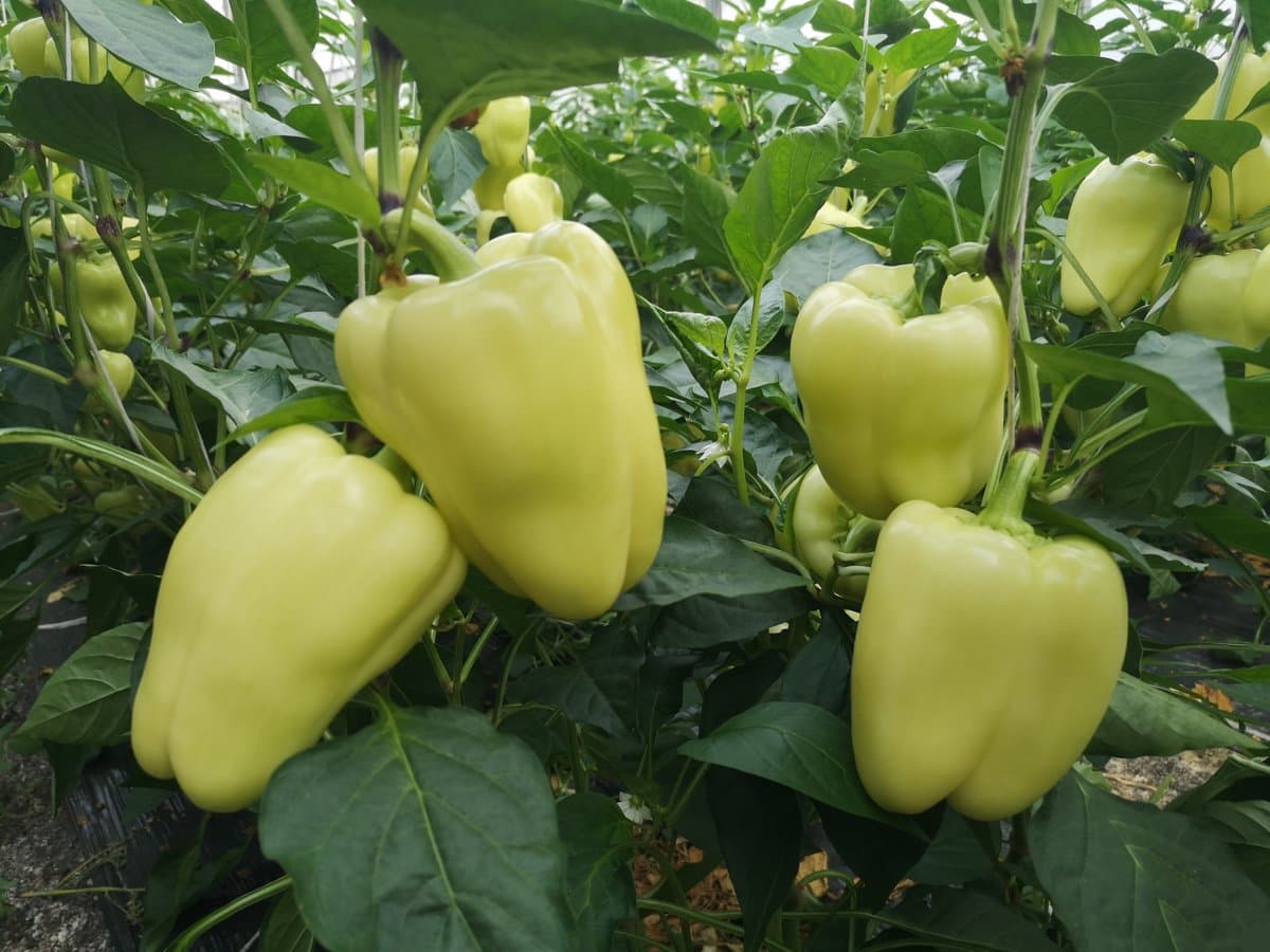 Paprika